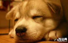 小狗为何腹泻？狗狗拉稀的缘故有什么？