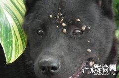 狗蜱虫如何预防