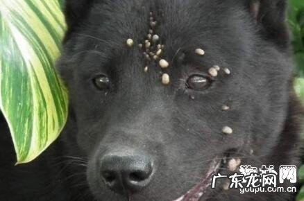 狗蜱虫如何预防