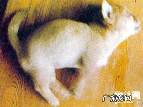 犬瘟主要症状详细说明