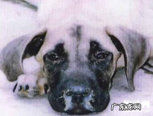 犬瘟主要症状详细说明