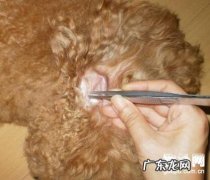 小狗得了耳螨怎么办？耳螨的治疗方法