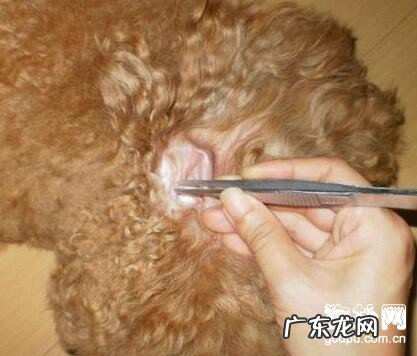 小狗得了耳螨怎么办?耳螨的治疗方法