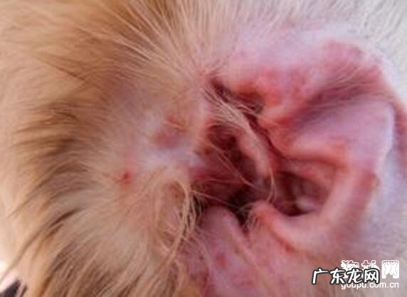 小狗得了耳螨怎么办?耳螨的治疗方法