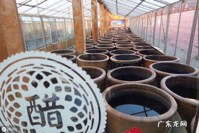 小狗手里虱子随处可见？养动物大神送你八个小秘方，让小狗和虱子说一声再见