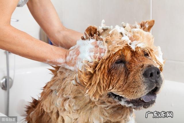 小狗手里虱子随处可见？养动物大神送你八个小秘方，让小狗和虱子说一声再见