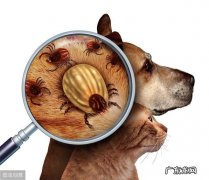 小狗手里虱子随处可见？养动物大神送你八个小秘方，让小狗和虱子说一声再见