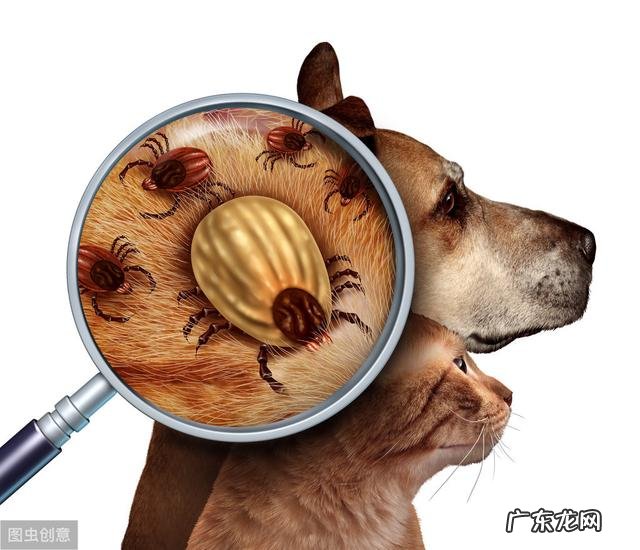 小狗手里虱子随处可见？养动物大神送你八个小秘方，让小狗和虱子说一声再见