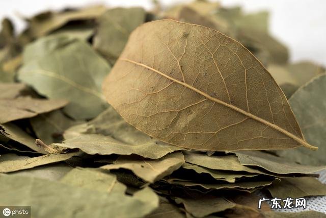 小狗手里虱子随处可见？养动物大神送你八个小秘方，让小狗和虱子说一声再见