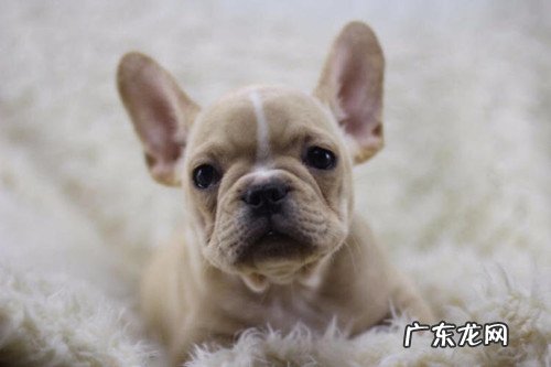 二个月大的法牛腹泻该怎么办