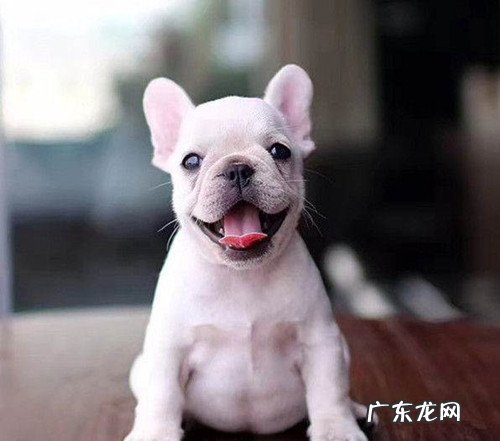 二个月大的法牛腹泻该怎么办