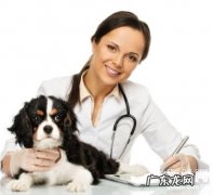 怎样为小狗选一个好宠物医生