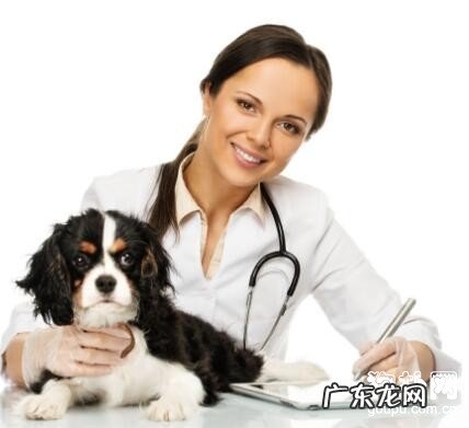 怎样为小狗选一个好宠物医生