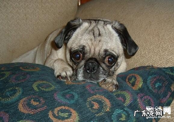 小狗发烧会有什么症状,分辨发高烧的最好方式