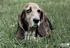 小狗狗一直咳嗽看不到好该怎么办，搞好这3点就可以痊愈！