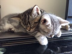 十大国产猫粮推荐 国产猫粮品牌排行榜