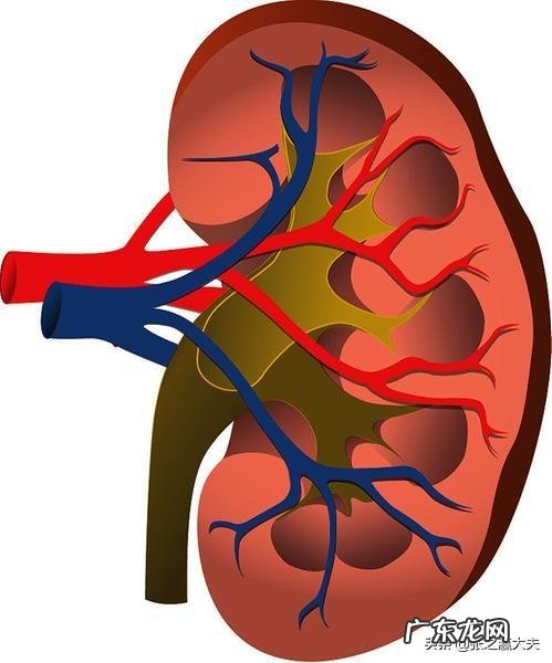 尿酸高到痛风发作需要多少时间?