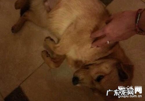 父母迫不得已学的狗狗驱虫小知识!