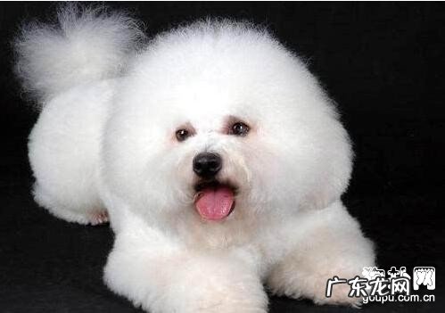 父母迫不得已学的狗狗驱虫小知识!