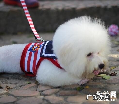 狗狗翻肠子该怎么办,应当吃些什药