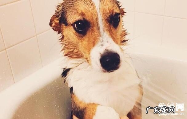 小狗螨虫怎么治?