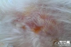 小狗螨虫怎么治？