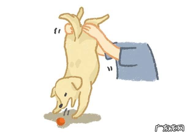 小狗进餐噎着后，猫奴彼此之间许多给家犬灌水，不如掌握紧急措施