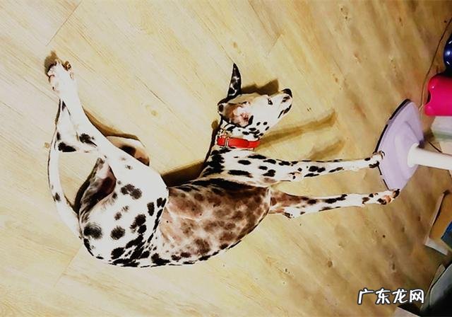 小狗进餐噎着后，猫奴彼此之间许多给家犬灌水，不如掌握紧急措施