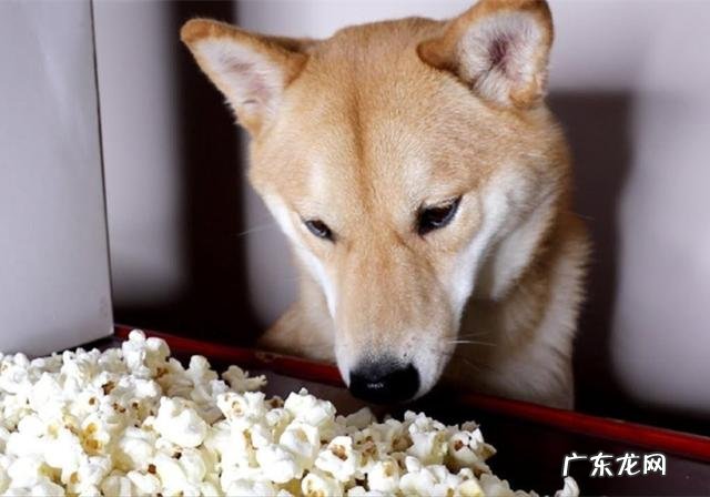 小狗进餐噎着后，猫奴彼此之间许多给家犬灌水，不如掌握紧急措施