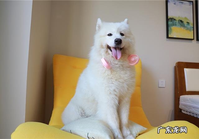 小狗进餐噎着后，猫奴彼此之间许多给家犬灌水，不如掌握紧急措施