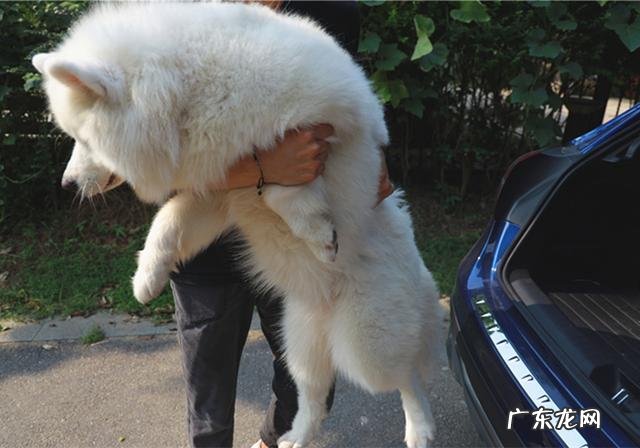 小狗进餐噎着后，猫奴彼此之间许多给家犬灌水，不如掌握紧急措施