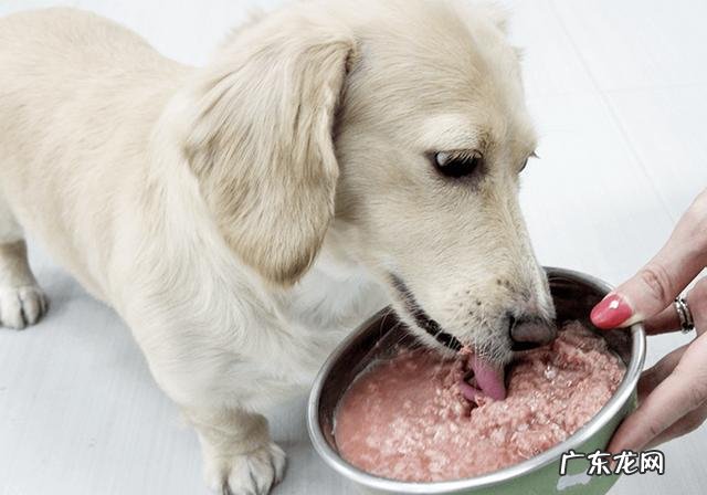 小狗进餐噎着后，猫奴彼此之间许多给家犬灌水，不如掌握紧急措施