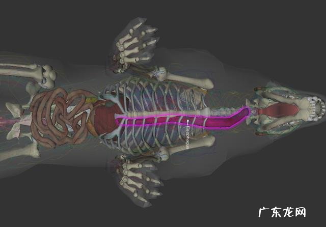 小狗进餐噎着后，猫奴彼此之间许多给家犬灌水，不如掌握紧急措施