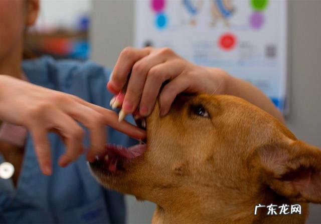 小狗进餐噎着后，猫奴彼此之间许多给家犬灌水，不如掌握紧急措施