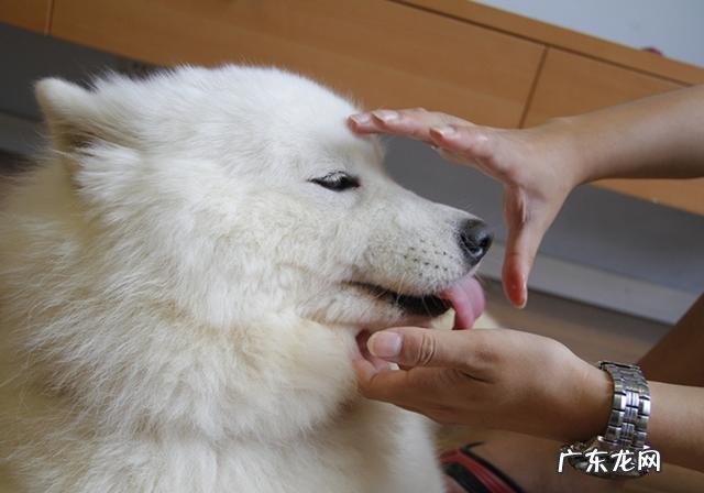 小狗进餐噎着后，猫奴彼此之间许多给家犬灌水，不如掌握紧急措施