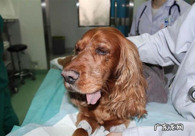 小狗进餐噎着后，猫奴彼此之间许多给家犬灌水，不如掌握紧急措施