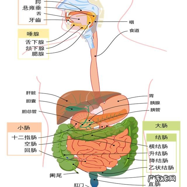 小狗进餐噎着后，猫奴彼此之间许多给家犬灌水，不如掌握紧急措施