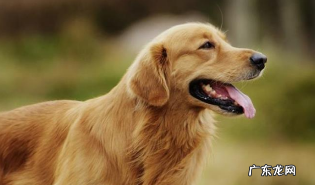 这几类人体味儿较大 的喵星人，得养還是考虑到清晰