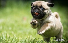 这几类人体味儿较大 的喵星人，得养還是考虑到清晰