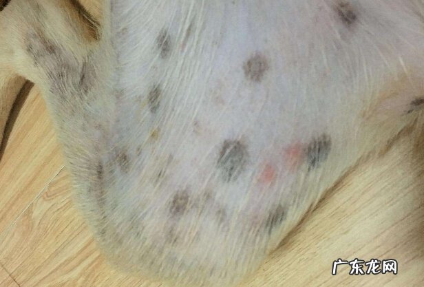狗狗皮肤病