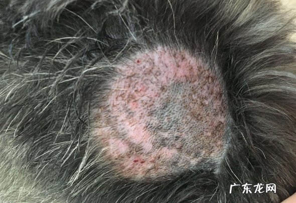 狗狗皮肤病