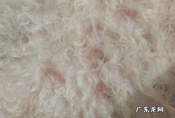 狗狗皮肤病该怎么办