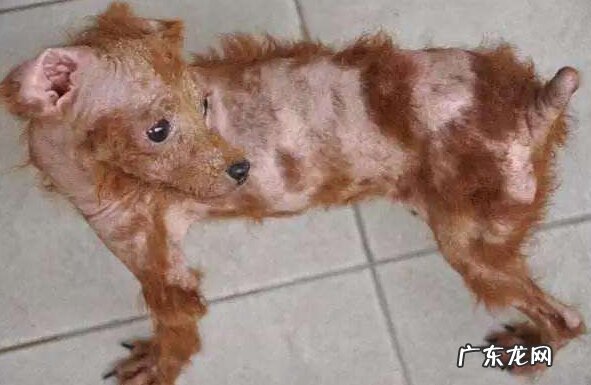 狗狗皮肤病该怎么办