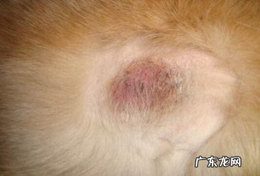 狗狗皮肤病该怎么办