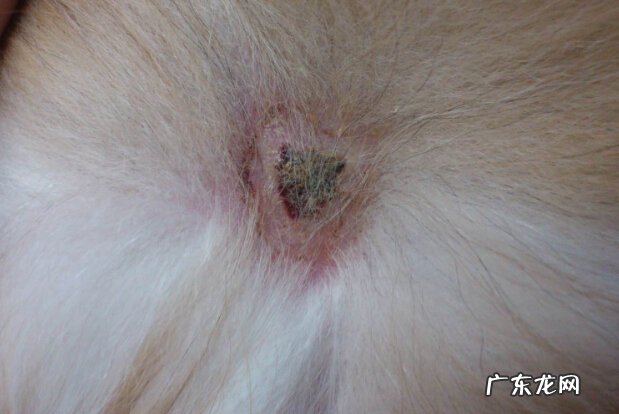 狗狗皮肤病该怎么办