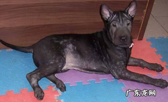 狗狗皮肤病该怎么办