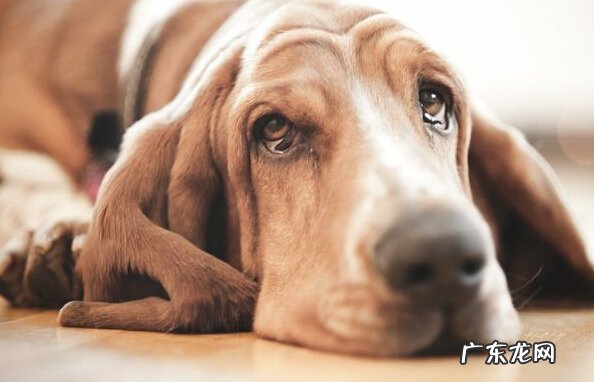 小狗总落泪该怎么办