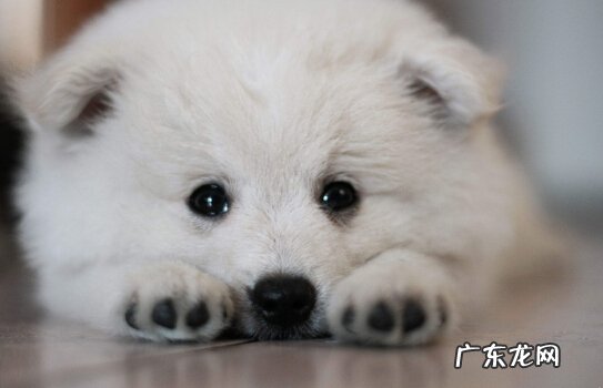 小狗总落泪该怎么办