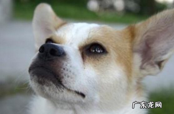 小狗总落泪该怎么办