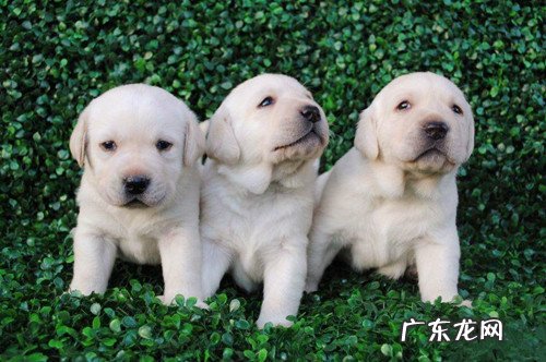 【养动物小知识】金毛幼狗拉肚子该怎么办